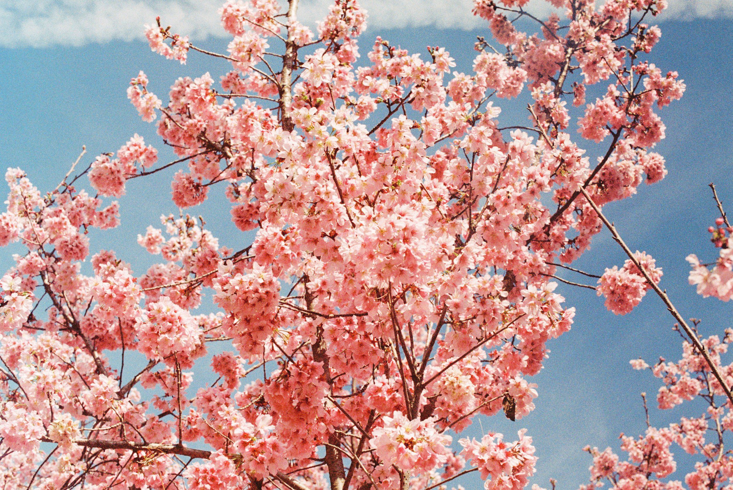 Branches thick with pink cherry blossoms against a clear blue sky.